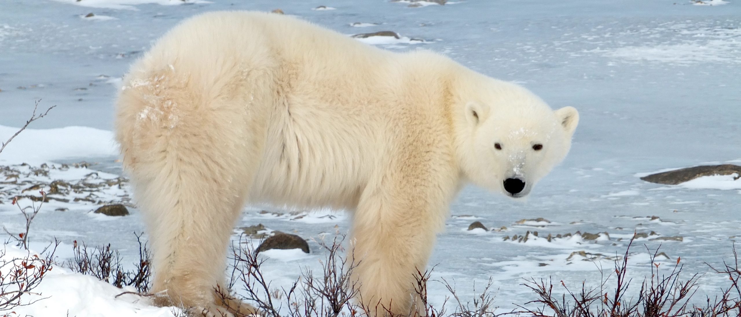Churchill – the polar bear capital of the world